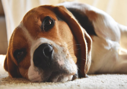Wat is de Nederlandse benaming van een beagle?