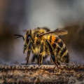 Hoe kun je wilde bijen naar je tuin lokken?