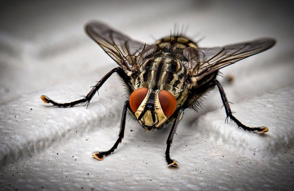 10 natuurlijke manieren om ongewenste insecten te bestrijden in je tuin