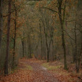 Hoe lang doe je over een wandeling van 15 km met 300 hoogtemeters in november 2026