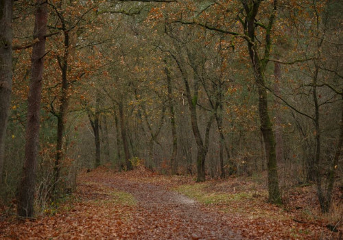 Hoe lang doe je over een wandeling van 15 km met 300 hoogtemeters in november 2026