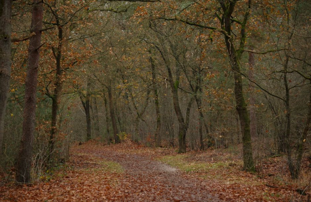 Hoe lang doe je over een wandeling van 15 km met 300 hoogtemeters in november 2026