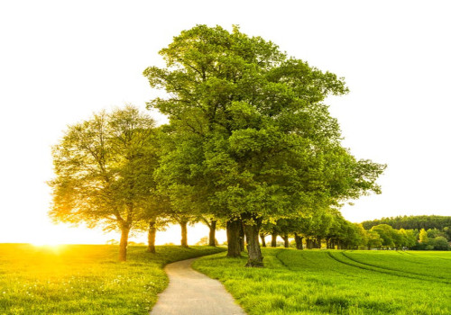 Waarom bomen zo populair zijn