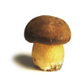 Hoe herken je eetbare paddenstoelen tijdens een wandeling in het bos?