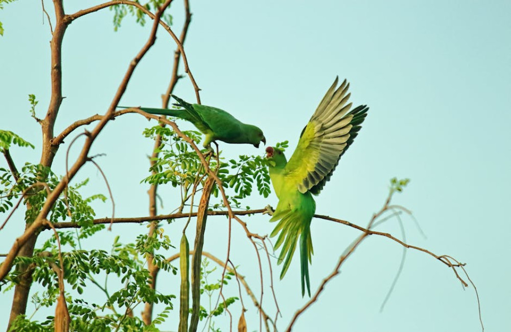 Hoe maak je je balkon echt vogelvriendelijk zonder balkon vol vogelpoep