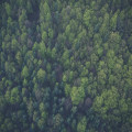 Wat zijn de voordelen van een voedselbos voor natuur en duurzaamheid?