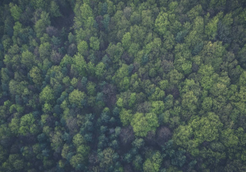 Wat zijn de voordelen van een voedselbos voor natuur en duurzaamheid?