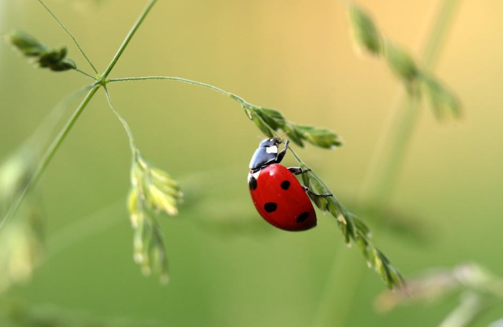 Waarom verdwijnen er steeds minder insecten in mijn tuin?