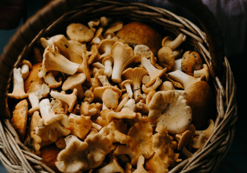Hoe herken je eetbare paddenstoelen in het bos?