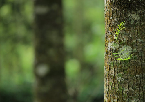 Waarom is duurzaam reizen belangrijk voor mens en natuur?