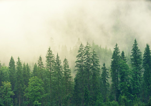 Hoe kan je tiny forests aanleggen en waarom zijn ze belangrijk?