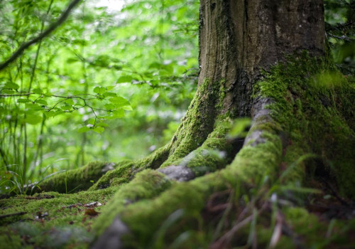 Hoe beïnvloedt het planten van bomen de biodiversiteit in jouw omgeving?