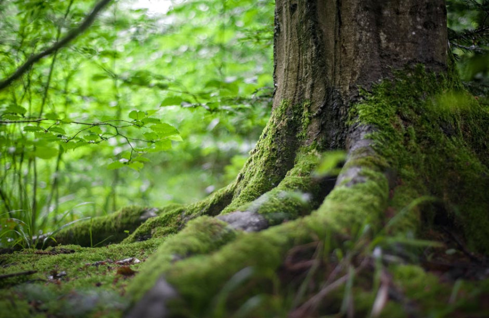 Hoe beïnvloedt het planten van bomen de biodiversiteit in jouw omgeving?