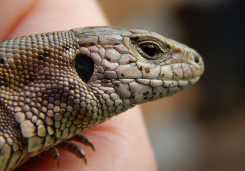 Breng de natuur in je BSO lokaal met een reptielenworkshop