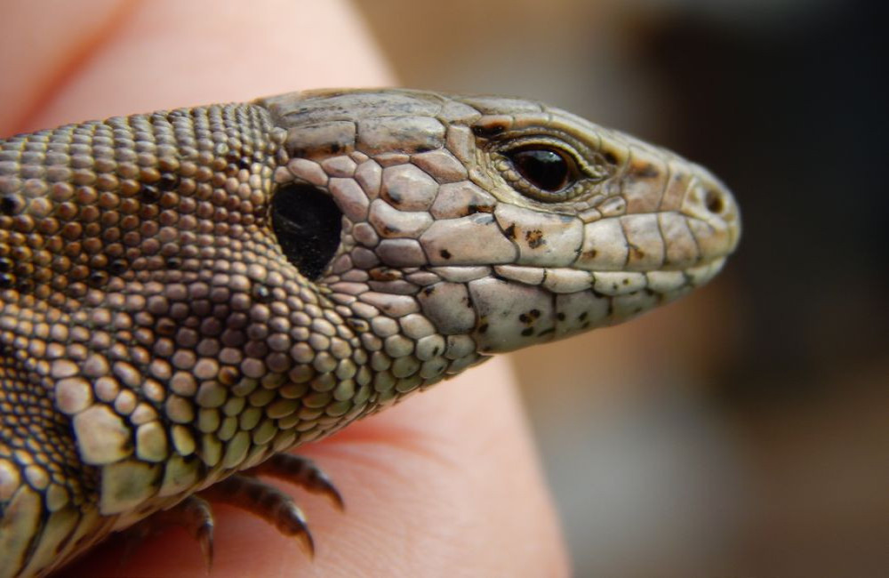 Breng de natuur in je BSO lokaal met een reptielenworkshop