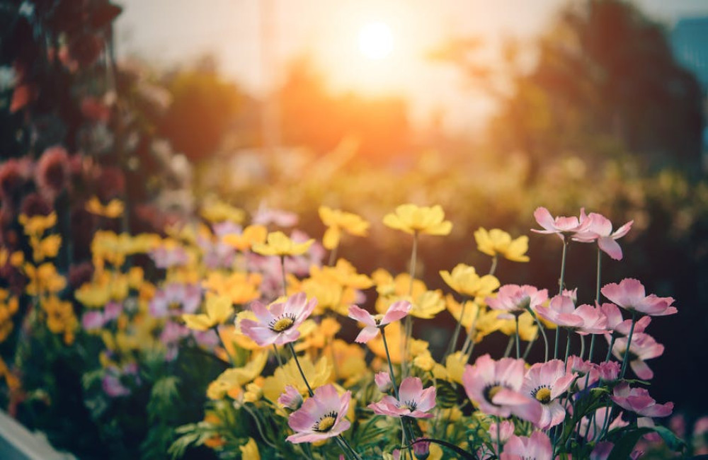 Wat zijn de voordelen van een moestuin voor je gezondheid en het milieu?