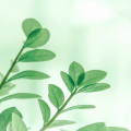 Waarom zijn planten belangrijk voor biodiversiteit en klimaat?