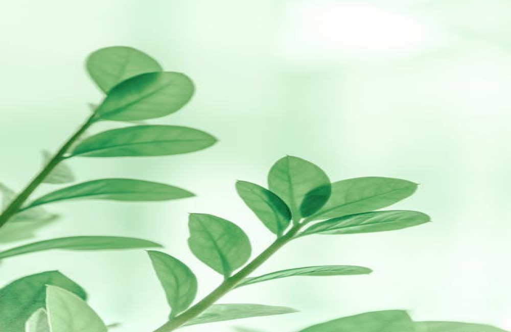 Waarom zijn planten belangrijk voor biodiversiteit en klimaat?