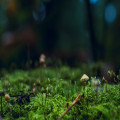 Hoe draagt mos bij aan een duurzaam ecosysteem?