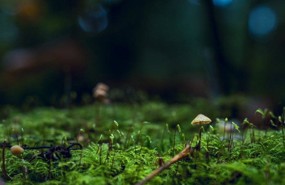 Hoe draagt mos bij aan een duurzaam ecosysteem?