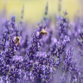 Hoe dragen bijen bij aan biodiversiteit en duurzaamheid?