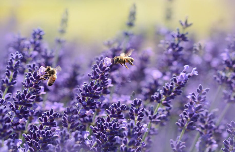 Hoe dragen bijen bij aan biodiversiteit en duurzaamheid?