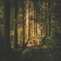 Wat zijn de voordelen van wandelen in de natuur voor je mentale gezondheid?