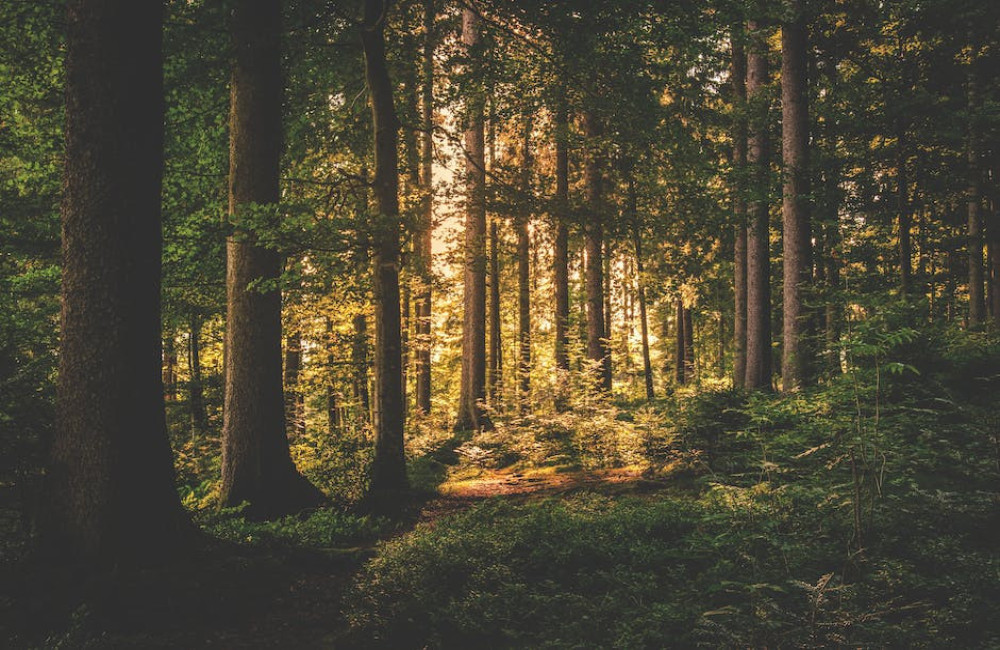 Wat zijn de voordelen van wandelen in de natuur voor je mentale gezondheid?