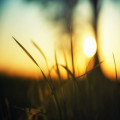 Waarom laten mensen hun dak of wand beplanten?