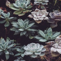 Hoe kies je duurzame tuinplanten die goed zijn voor biodiversiteit