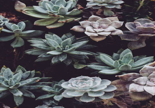 Hoe kies je duurzame tuinplanten die goed zijn voor biodiversiteit