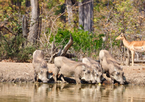 Hoe maak je je balkon diervriendelijk zonder veel geld uit te geven