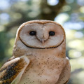 Wat betekent biodiversiteit en waarom is het zo belangrijk?