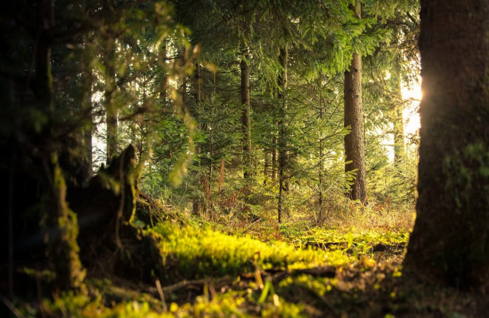 Hoe draagt bosbeheer bij aan biodiversiteit en duurzaamheid?