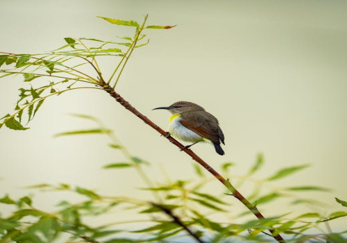 Wat betekent biodiversiteit en waarom is het zo belangrijk?