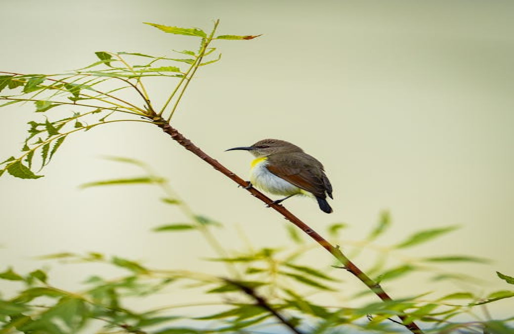 Wat betekent biodiversiteit en waarom is het zo belangrijk?