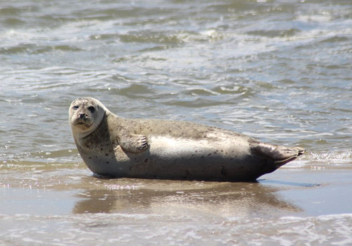 Welke afstand moet je houden tot een zeehond op het strand van Texel?