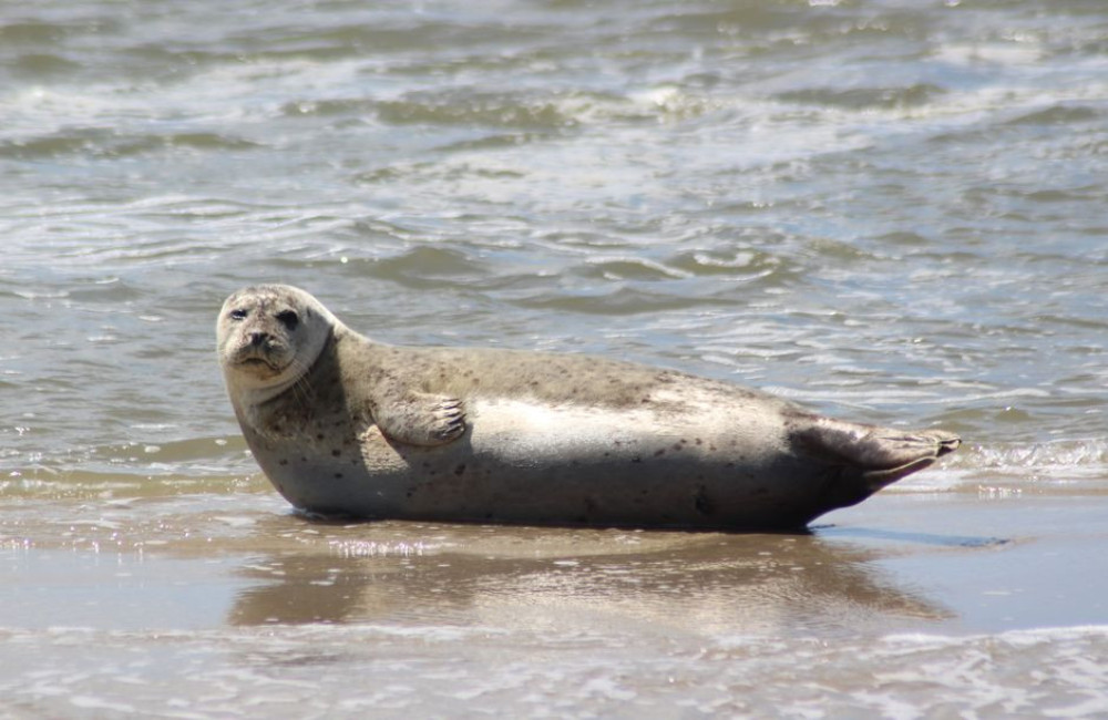 Welke afstand moet je houden tot een zeehond op het strand van Texel?