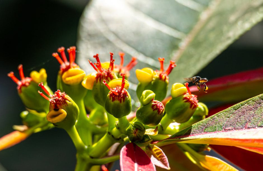Hoe maak je je tuin een paradijs voor bijen en vlinders?