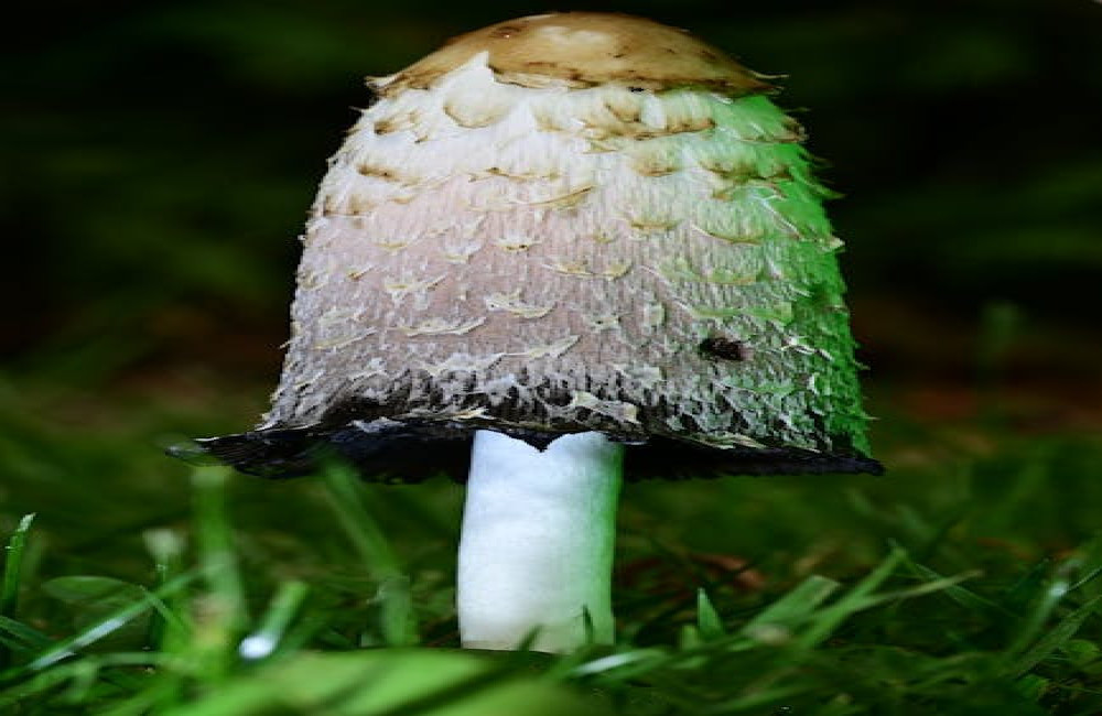 Hoe begin je veilig met wildplukken in de Nederlandse natuur?