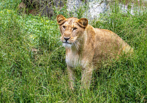 Waarom zijn wilde bloemen belangrijk voor de biodiversiteit?