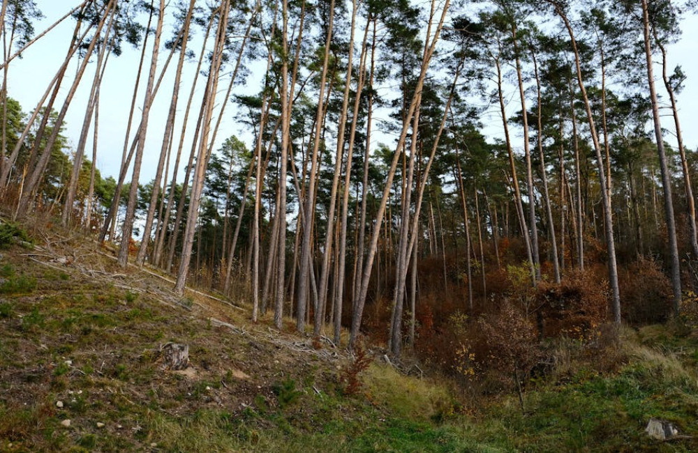 Hoe maak je je balkon diervriendelijk zonder kunststoffen te gebruiken