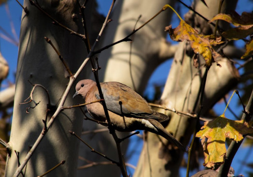 Hoe maak je je balkon diervriendelijk zonder veel geld uit te geven