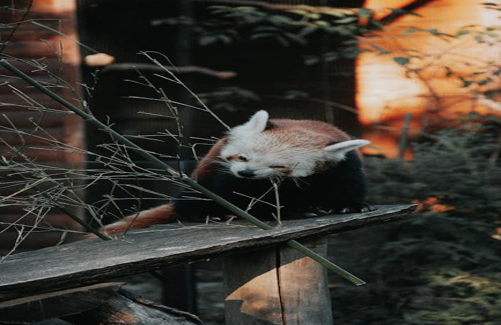 Hoe maak je je balkon diervriendelijk zonder plastic en gif?