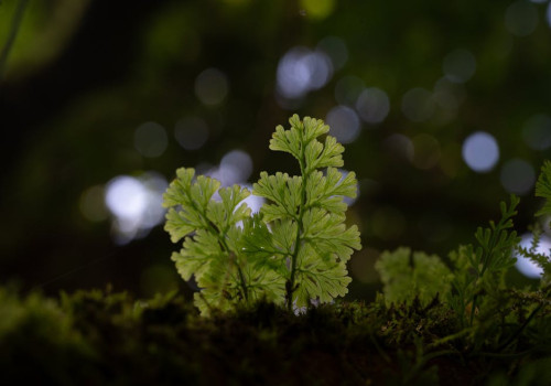 Hoe maak je je balkon natuurvriendelijk zonder veel onderhoud