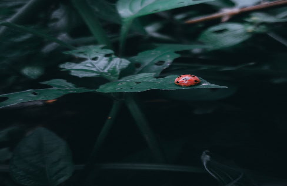 Hoe maak je van je balkon een mini-stadsbos voor insecten en vogels