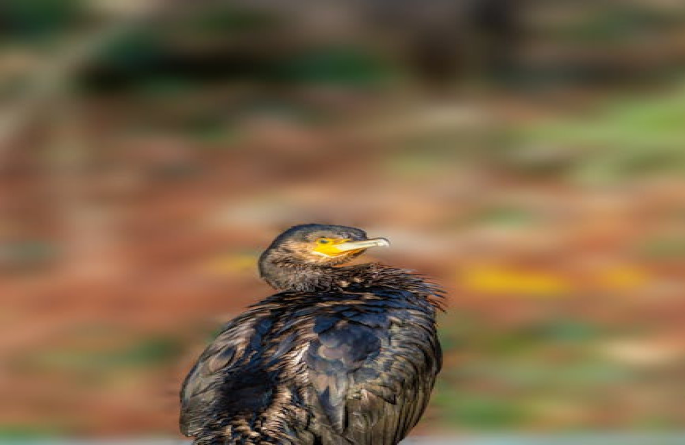 Hoe maak je van je balkon een microbos voor vogels en insecten