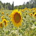 Zomerbloemen die bijen aantrekken met Echinacea in je tuin