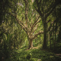 Hoe kunnen bomen bijdragen aan het verminderen van luchtvervuiling?