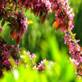 Hoe kun je een tuin klimaatbestendig maken?